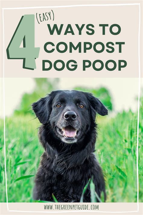 dog poop as fertilizer|backyard dog poop solutions.